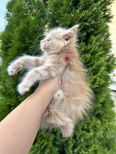 кошка породы мейн кун: Пушистый котёнок окраса кремовый (пастельный беж) с длинной — 4