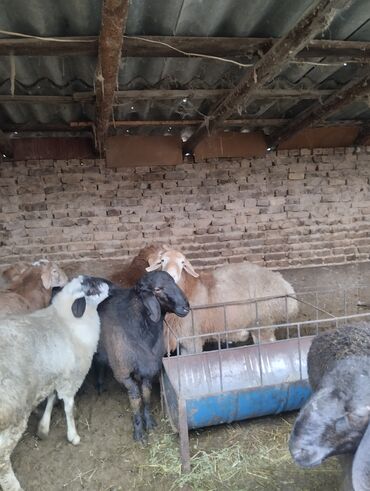 Баран, овца: Продаю | Баран (самец) | Арашан | Для разведения | Осеменитель — 18