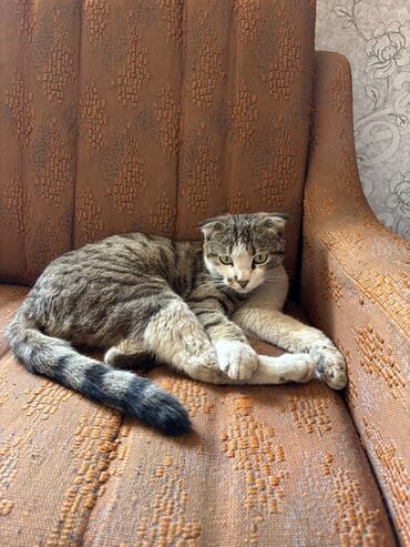 кошка с разными глазами: Кошка даром: Скотиш Фолд (Шотландская вислоухая), Мальчик