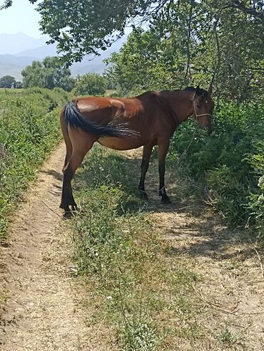 Лошади, кони: Продаю | Кобыла (самка) | Английская | Конный спорт | Племенные — 10