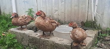 ördək balası və cücə: Salam Bala var 1 hefdeliy mayalanmiş 1. 2 ayligda var qiymet deyiwir — 2