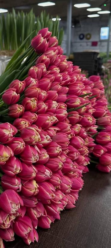 Букеты из живых цветов: Тюльпаны с собственной теплицы - Срезанные свежие тюльпаны прямого at lalafo.kg — 1 Букеты из живых цветов: Тюльпаны с собственной теплицы - Срезанные свежие тюльпаны прямого — 1