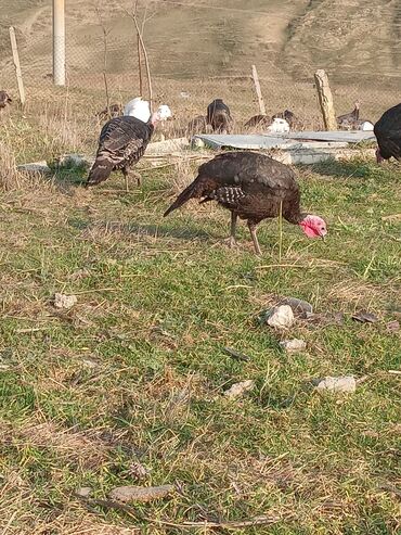 Hinduşka: Məhsul: Hinduşka sürüsü Təsvir: - Şəkillərdə müxtəlif rənglərdə — 11