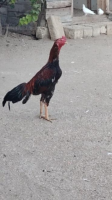 pisik sekli cekmek: Salam 11 aylıq xoruz və 3 fərə satılır .Hamısı öz heyvanlarının — 6