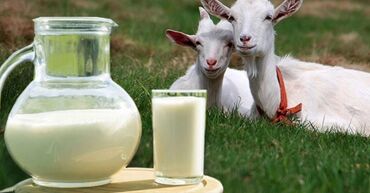 продаю молоко: Продаю Козье Молоко!!! Всегда свежее !!! Самовывоз. Район ТЭЦ Цена