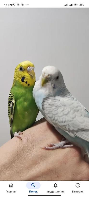 Птицы: Волнистые попугаи (пара) - Вид: волнистый попугай (Melopsittacus — 1