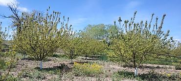 Ağaclar: Məhsul: Meyvə bağı (intensiv tipli) Təsvir: - Çoxillik meyvə ağacları — 4