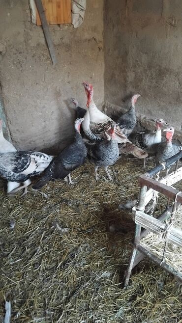 нашли кошку: Сатам | Эркек күрп | Түндүк Кавказ | Союуга | Асыл тукумдуу