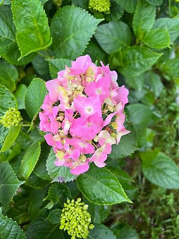 kalina bitkisi: Məhsul: Saksıda hortenziya (Hydrangea macrophylla) Təsvir: - Geniş — 1