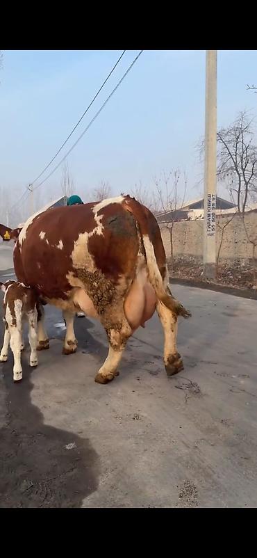 Inəklər, öküzlər: Simental tipli sağmal inək buzağı ilə birlikdə. Xüsusiyyətlər: - — 12