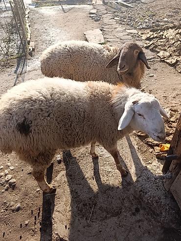 Баран, овца: Продаю | Овца (самка) | Полукровка | Для разведения — 9