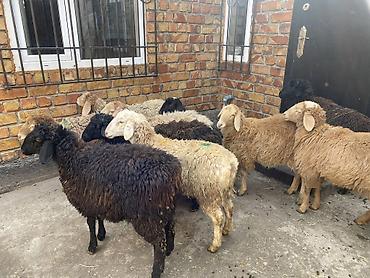 Баран, овца: Продаю | Овца (самка) | Для разведения — 8