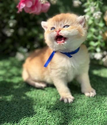 Pişiklər: Britan — 7