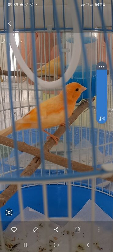 сулук курт кайерде сатылат: Продаётся поющий кенар