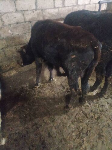 Inəklər, öküzlər: 30 ədəd inək, 16 düyə 26 dişi dana, 5 erkək dana,3 buzov satilir — 13