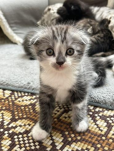 Продажа кошек: Шотландские вислоухие котята (Scottish Fold), помет из нескольких — 1