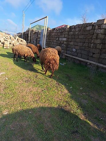 K/t heyvanları və malları: Qala qoçu satılır. 1yaş 11 aylıqdır. Tam sağlamdır. Qoyun sürməyi — 5