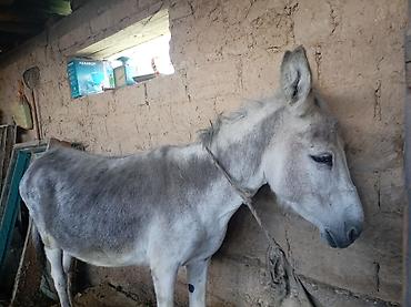 эшек фото: Осёл рабочий, серой масти. - Подходит для хозяйственных работ — 1