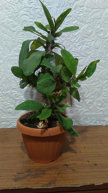 1001 роза: Молочай Милла (Euphorbia milii) — комнатное суккулентное растение с — 4