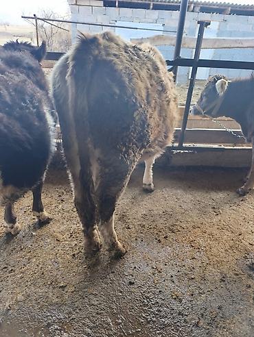 Коровы, быки: Продаю | Бык (самец) | Герефорд | На откорм | Привязанные — 10