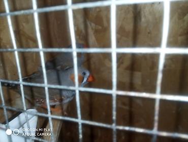 amadin satilir: Amadin zebra satılır cüt və ya tək
055-653-79-97 nömre — 6