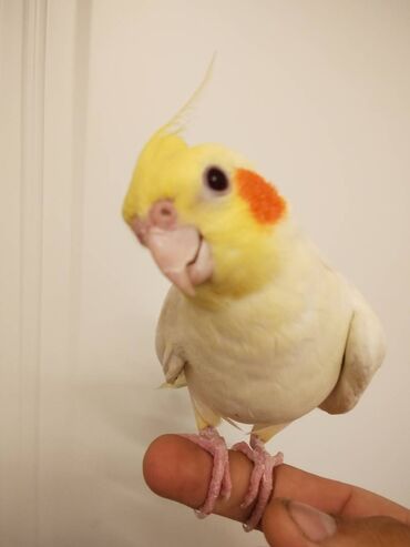 dovwan satiwi: Korella Tutuquşu satılır Salam Adı lilla Tam el qusudur Dislemir