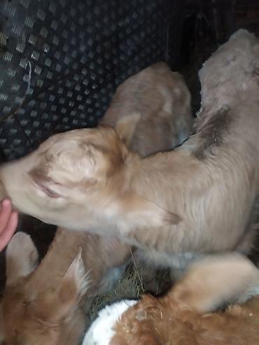 Коровы, быки: Продаю | Музоо, торпок | На откорм | Искусственник — 5