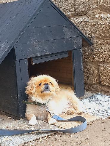 avçarka bala: Pekines, 1 il, Dişi — 5