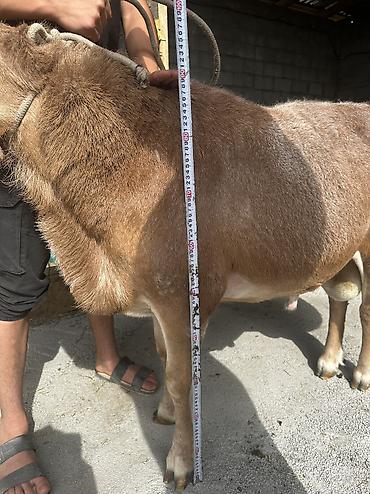 Баран, овца: Продаю | Баран (самец) | Арашан | Для разведения | Осеменитель — 11