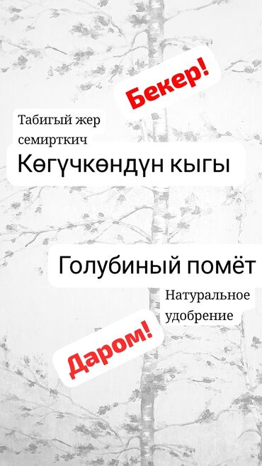 голубиный помет цена: Жер семирткич Куштун кыгы