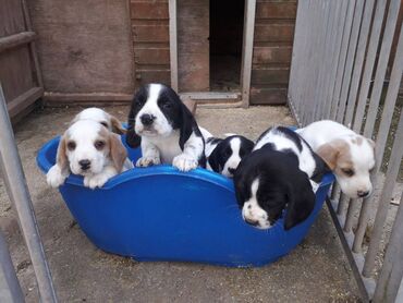 Cute Beagle puppies available Very friendly, outgoing puppies. Vet