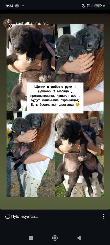 собака алабай: Собака даром: 2 месяца, Самка