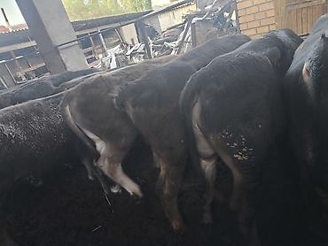 Коровы, быки: Продаю | Бык (самец) — 5