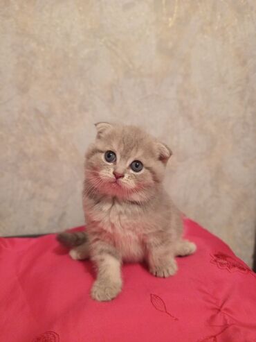 шотландская вислоухая кошка цена: Шотладская вислоухая
