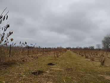 Torpaq sahələrinin satışı: Kənd təsərrüfatı -da lalafo.az — 13 Torpaq sahələrinin satışı: Kənd təsərrüfatı — 13