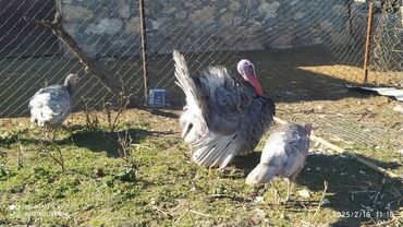 Hinduşka: 2 diwi 1 erkek hunduwka asbidin sordu diwiler yumurtayir .Isteyen