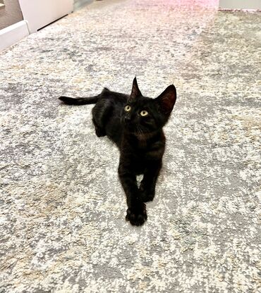 отдам даром шотландского вислоухого котенка: Кошка даром: Бомбейская, 2 месяца, Мальчик, Приучена к лотку, Проглистована