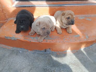 Продажа собак: Щенки шарпея - Порода: шарпей, классические «морщинки», плотная — 8