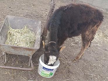 Коровы, быки: Продаю | Бык (самец) | Алатауская | Для разведения — 8