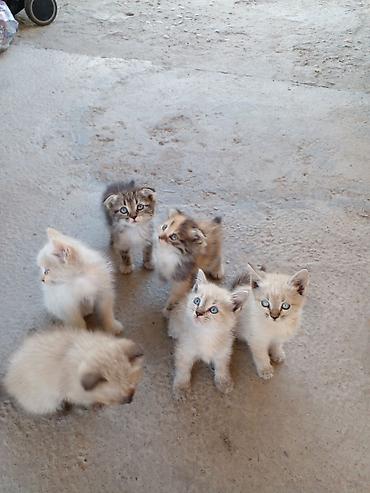үй жаныбарлар: БЕСПЛАТНО!!! МАМА ШОТЛАНДСКАЯ ВИСЛОУХАЯ!!! Котята, помёт из нескольких — 9