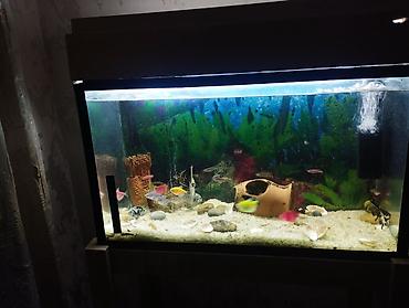 Akvariumlar: Akvarium-şkaf, 1 l, Ünvandan götürmə — 7