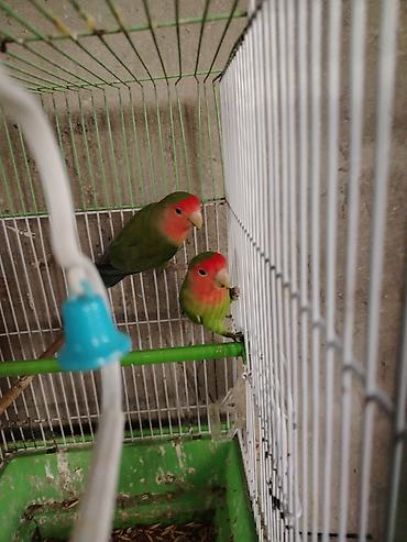 cucə və xoruz təmsil: Məhsul: Agapornis (lovebird) cütü və qəfəs Təsvir: - Şəkillərdə — 2