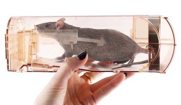 Bağ və bostan üçün digər məhsullar: Автоматическая мышеловка Ловушка для мышей и крыс из пластика. Эта — 2