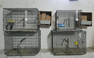 Qəfəslər: Quş qəfəsləri və volyerlər dəsti - Böyük metal volyer: möhkəm məftil — 4