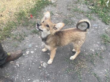 верхняя одежда пальто в Кыргызстан | ПАЛЬТО: Ищет дом щенок мальчик 4-5 месяцев Обработан от паразитов Классный
