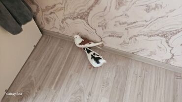 Göyərçinlər: Göyərçinlər
