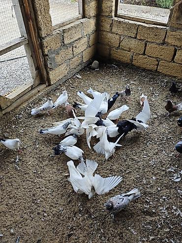 naxcivan heyvan elanlari: Tərgizmələr hamisi birlikde satilir tek tek satilmir unvan sumqayit — 6
