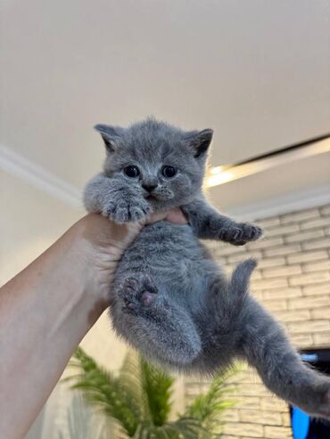 Pişiklər: Şotland — 3