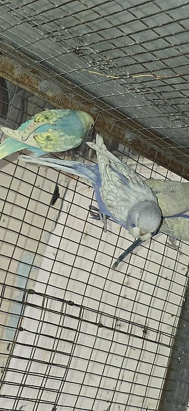 породы собак в бишкеке: 🐦 ВОЛНИСТЫЕ ПОПУГАИ РАЗНЫХ ПОРОД И ОКРАСОВ! 🌈 Предлагаю большой выбор — 5