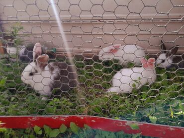 все для животных: Продаются крольчата 450 сом